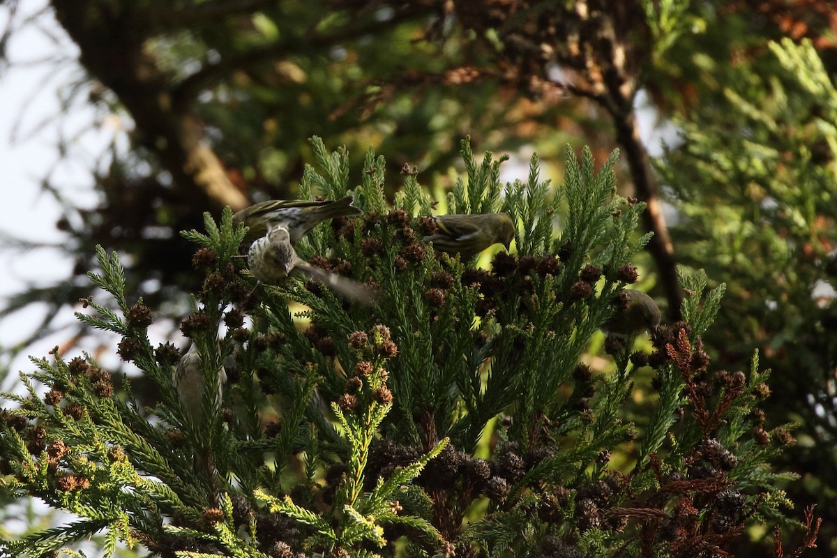 黃雀 - ML647138006