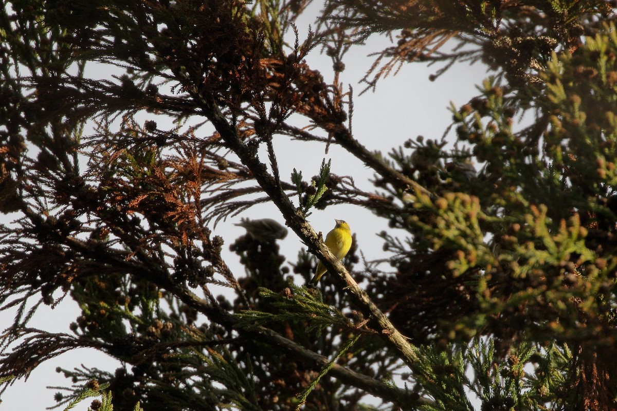 黃雀 - ML647138007