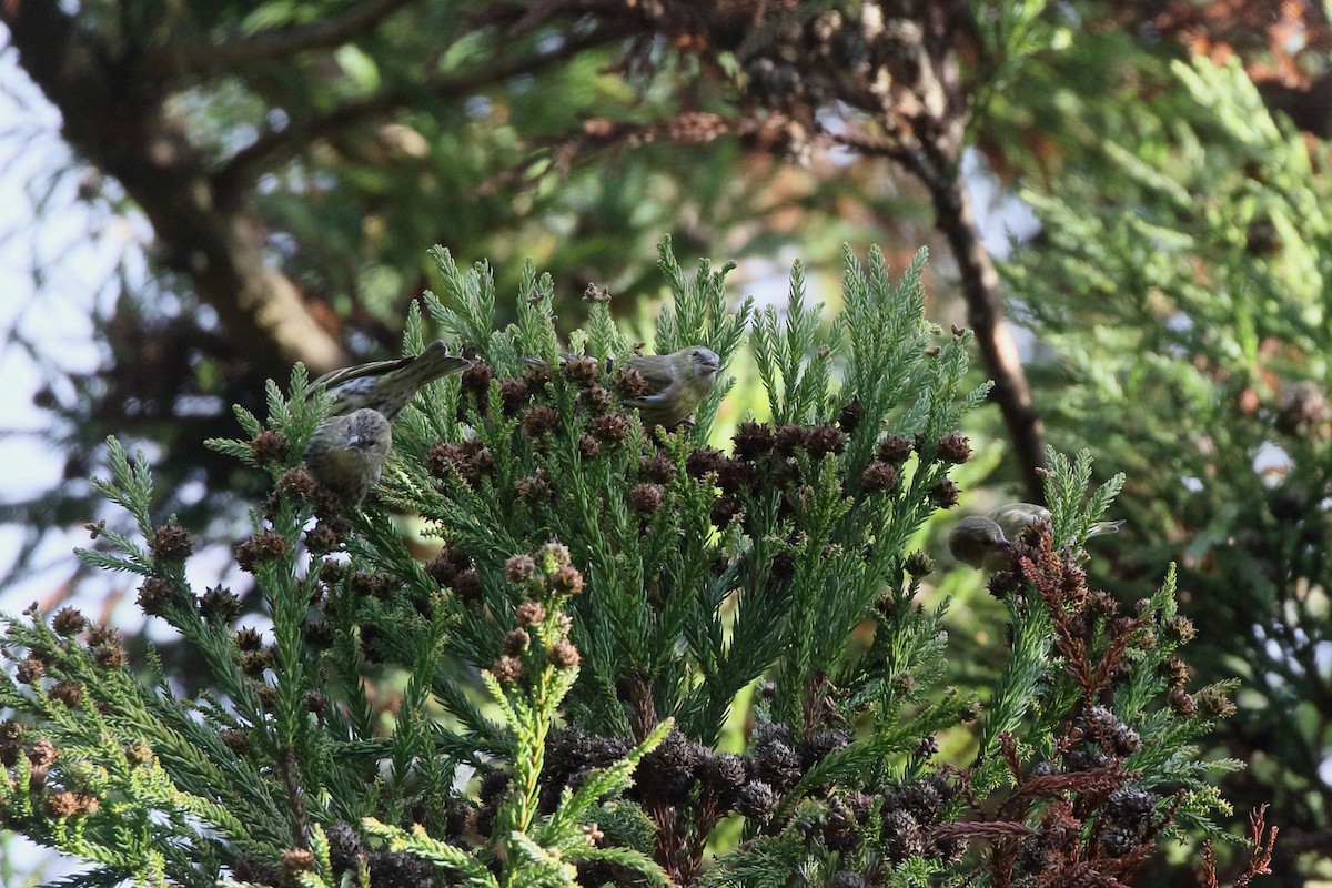 黃雀 - ML647138008