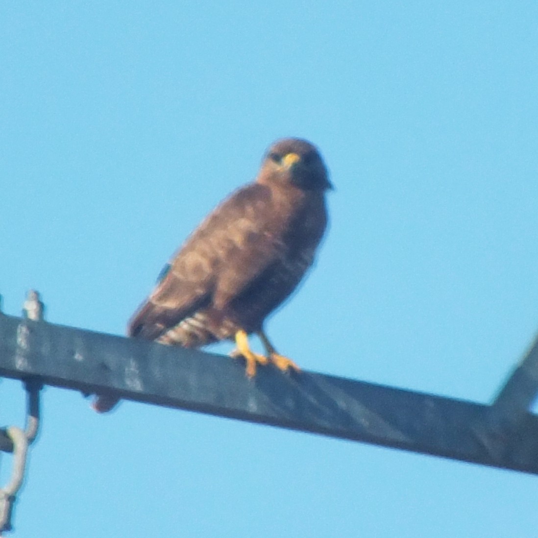 Short-toed Snake-Eagle - ML647138018