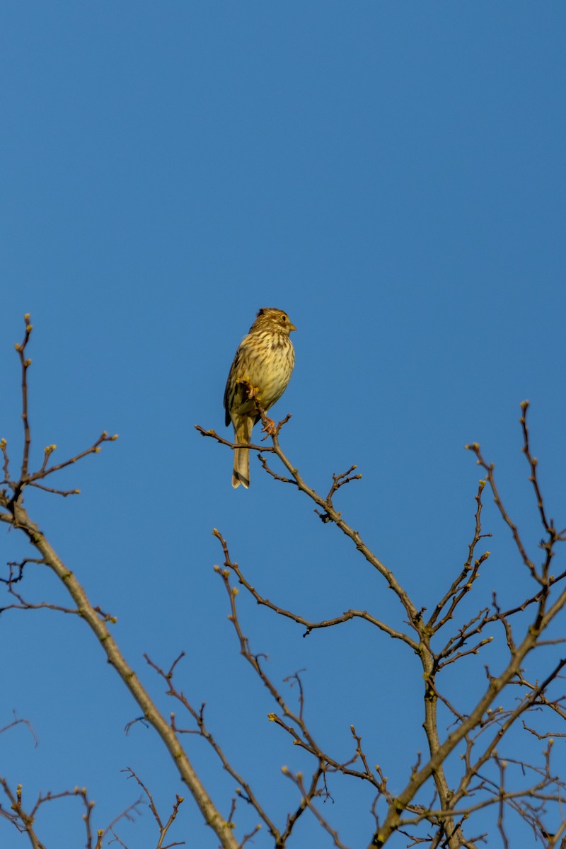 Corn Bunting - ML647138027