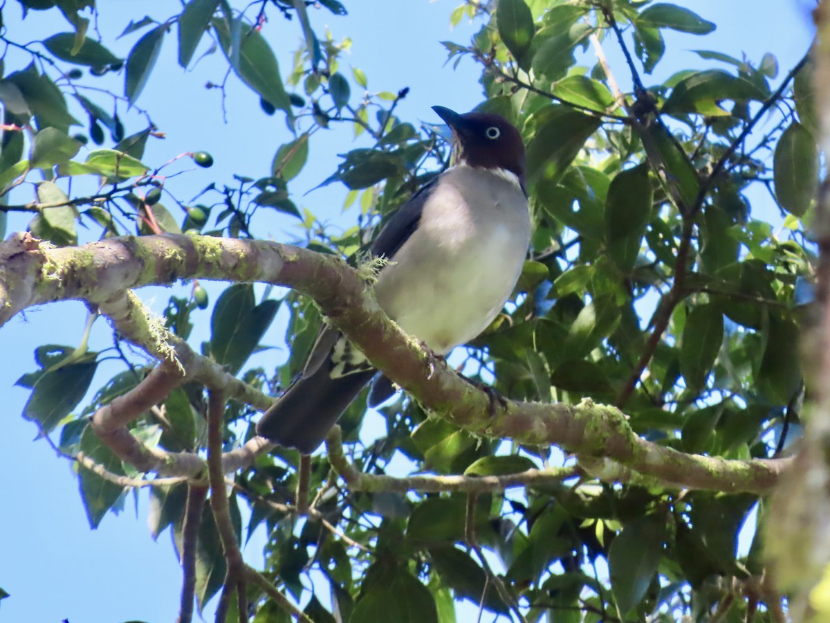White-eyed Thrush - ML647138028