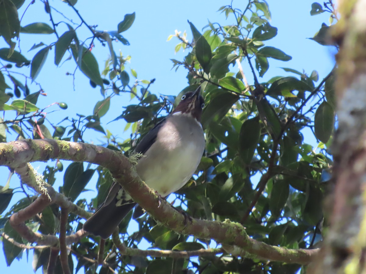 White-eyed Thrush - ML647138029
