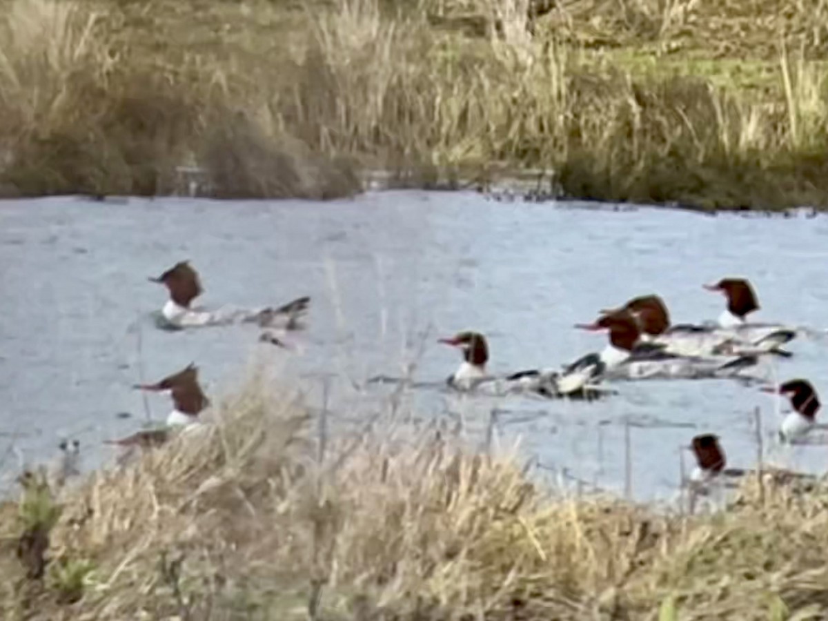 Common Merganser - ML647138031