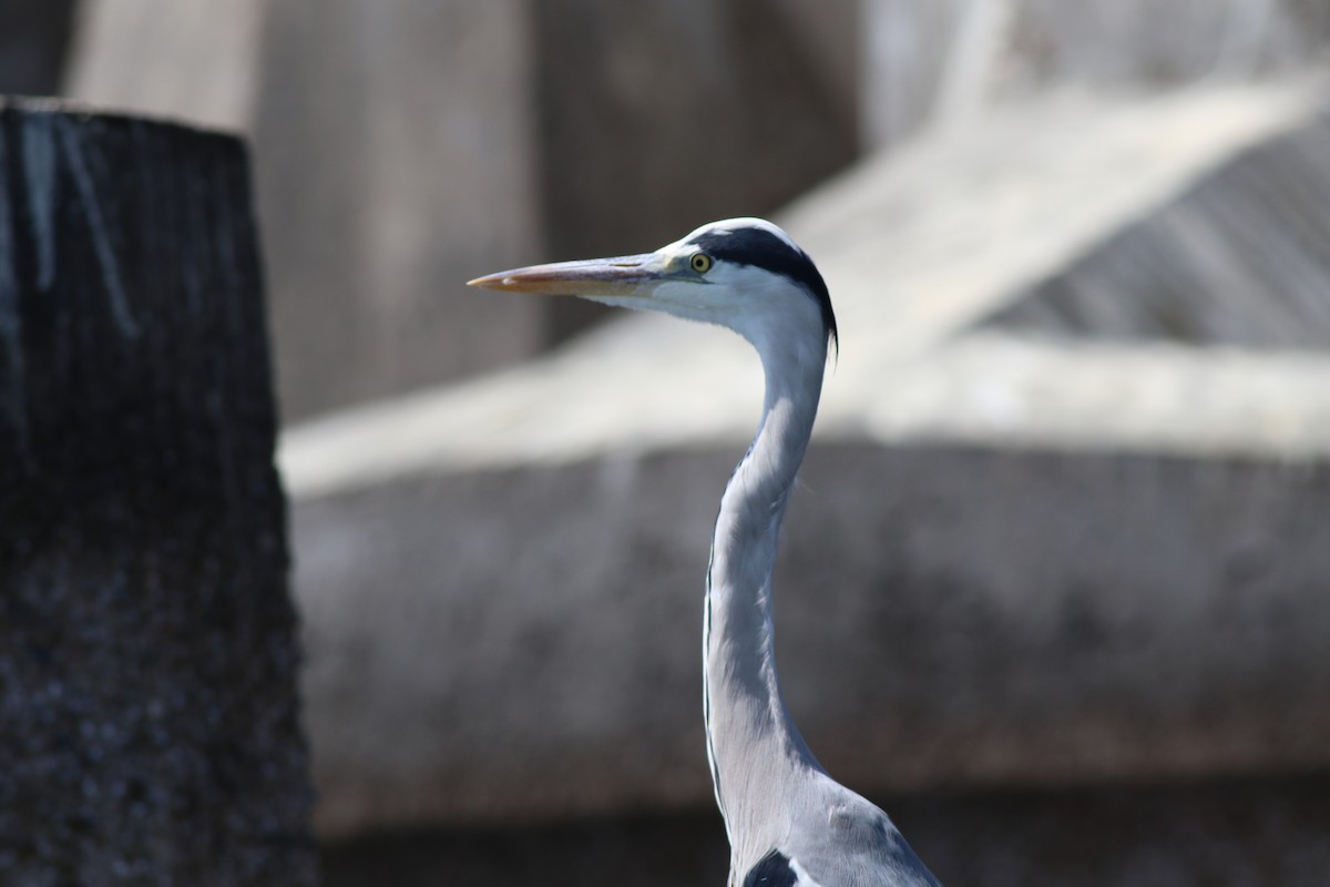 Gray Heron - ML647138032