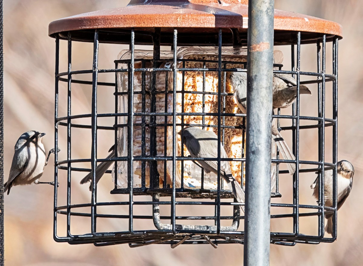 Bushtit - ML647138034