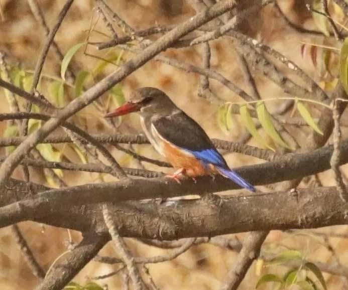 Gray-headed Kingfisher - ML647138035