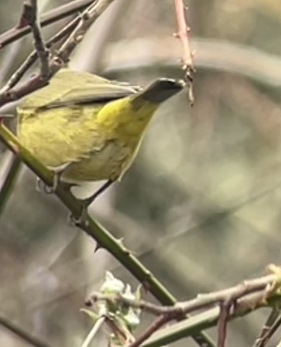 Orange-crowned Warbler (lutescens) - ML647138036