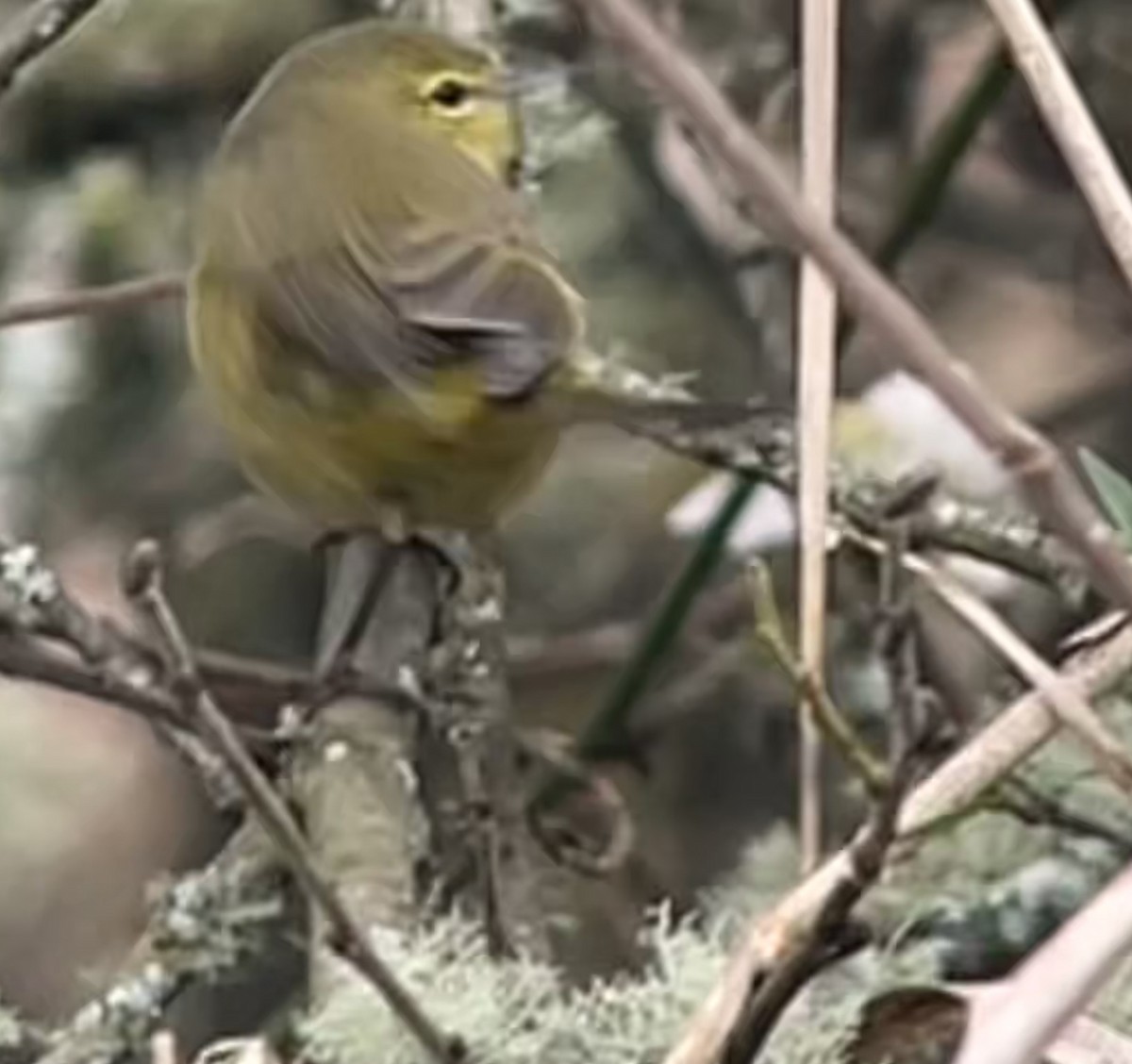 Orange-crowned Warbler (lutescens) - ML647138037