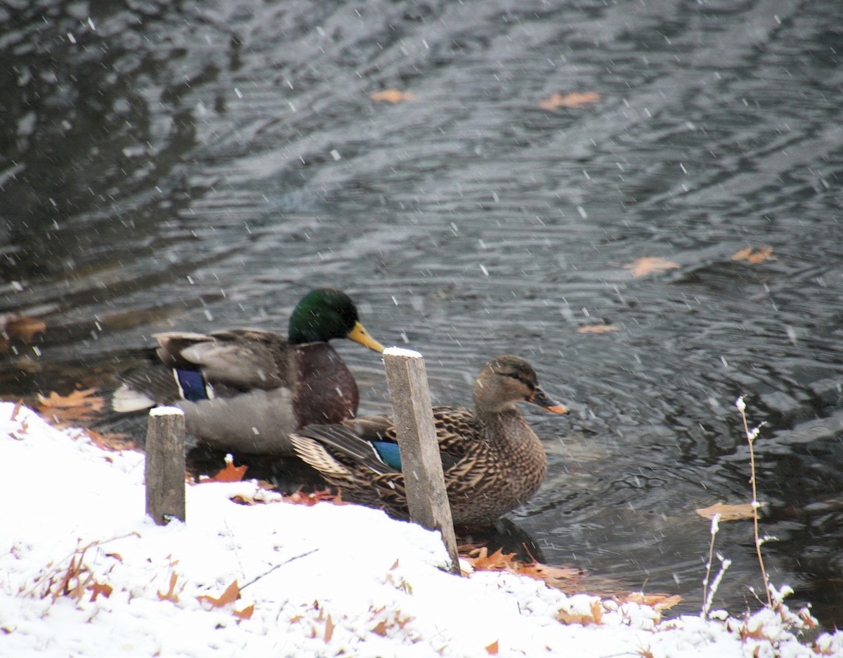 Mallard - ML647138039