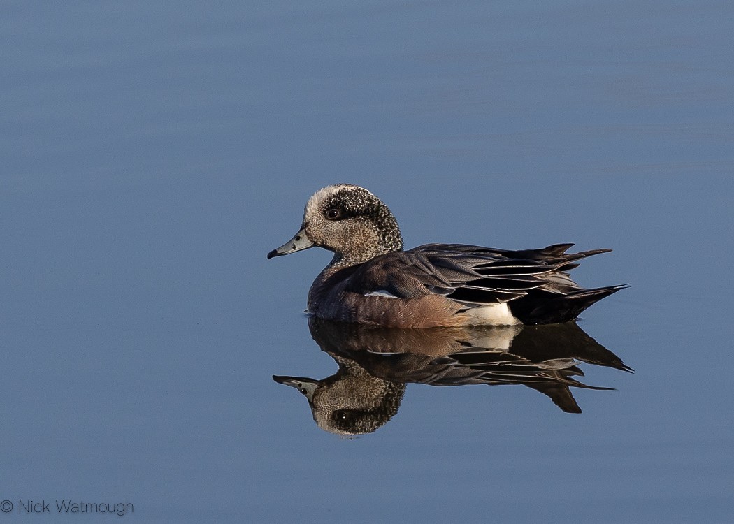 American Wigeon - ML647138040