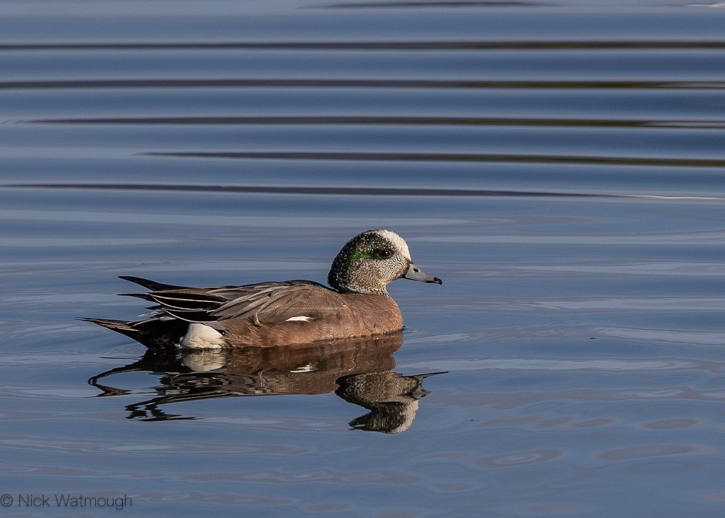 American Wigeon - ML647138041