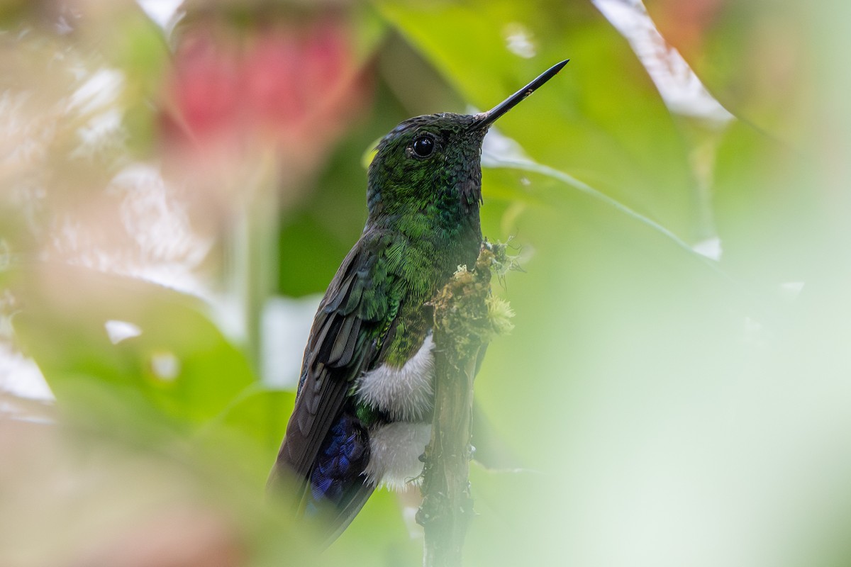 Coppery-bellied Puffleg - ML647138048
