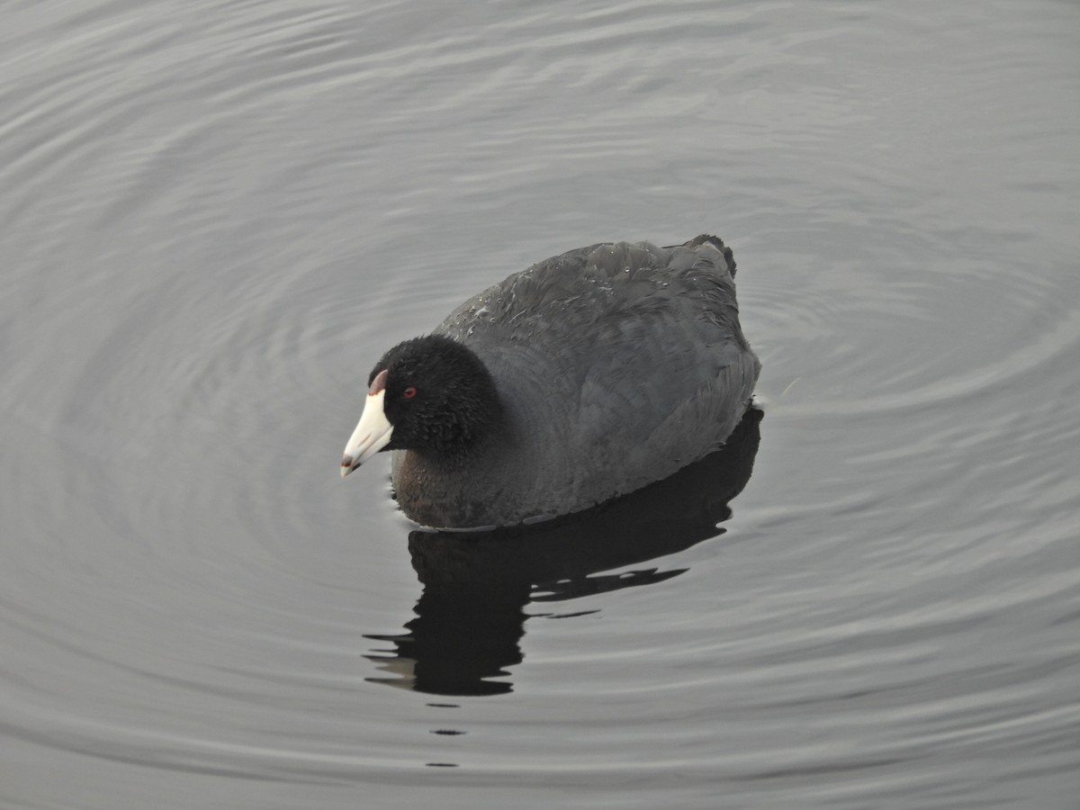 American Coot - ML647138050