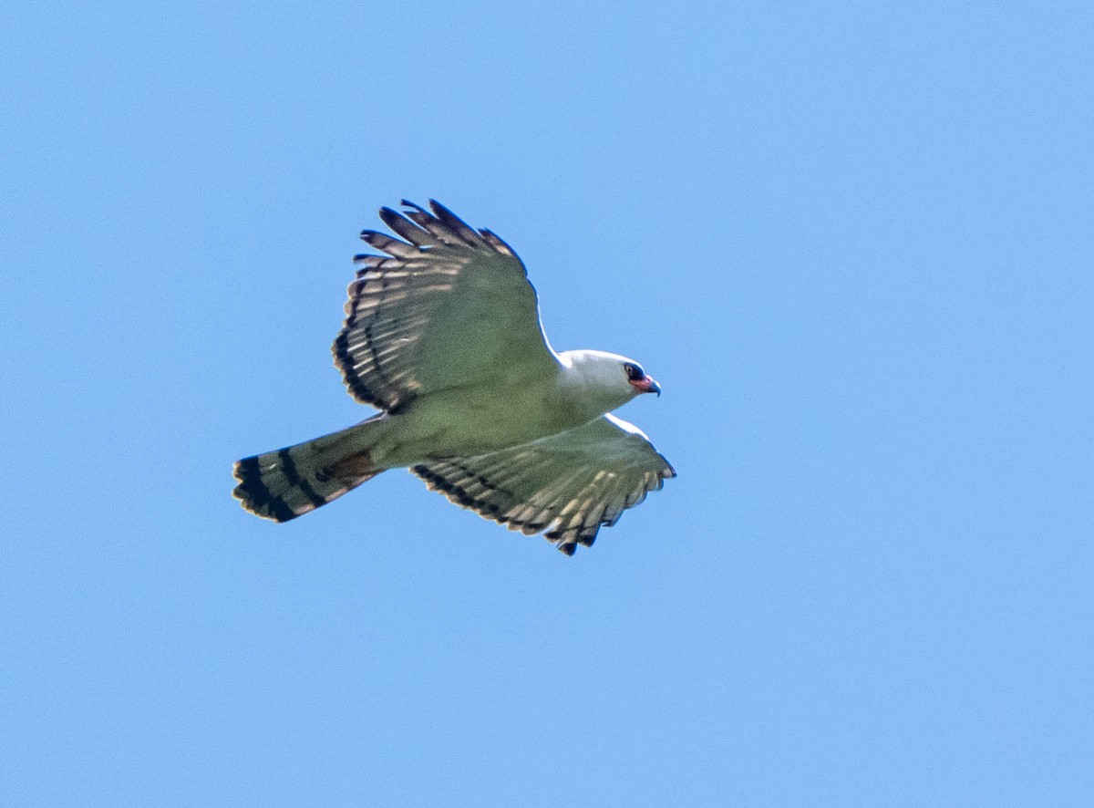 Black-and-white Hawk-Eagle - ML647138051