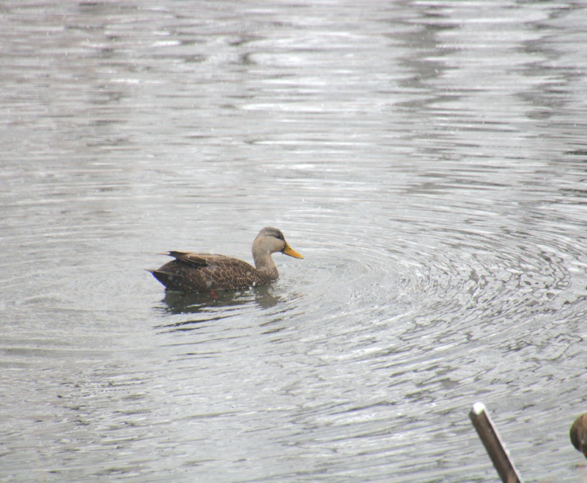 American Black Duck - ML647138052