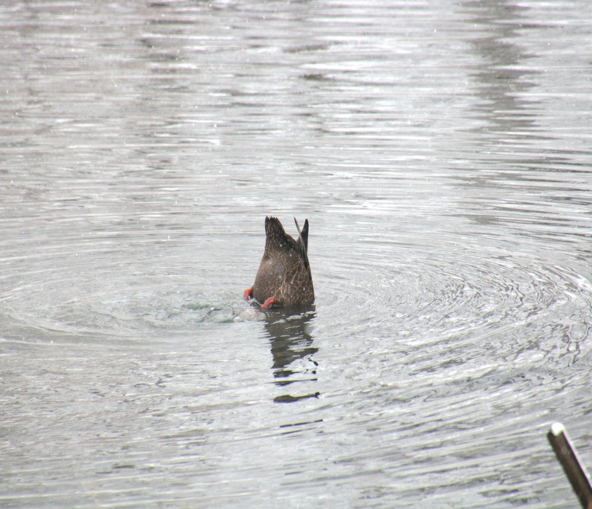 American Black Duck - ML647138053