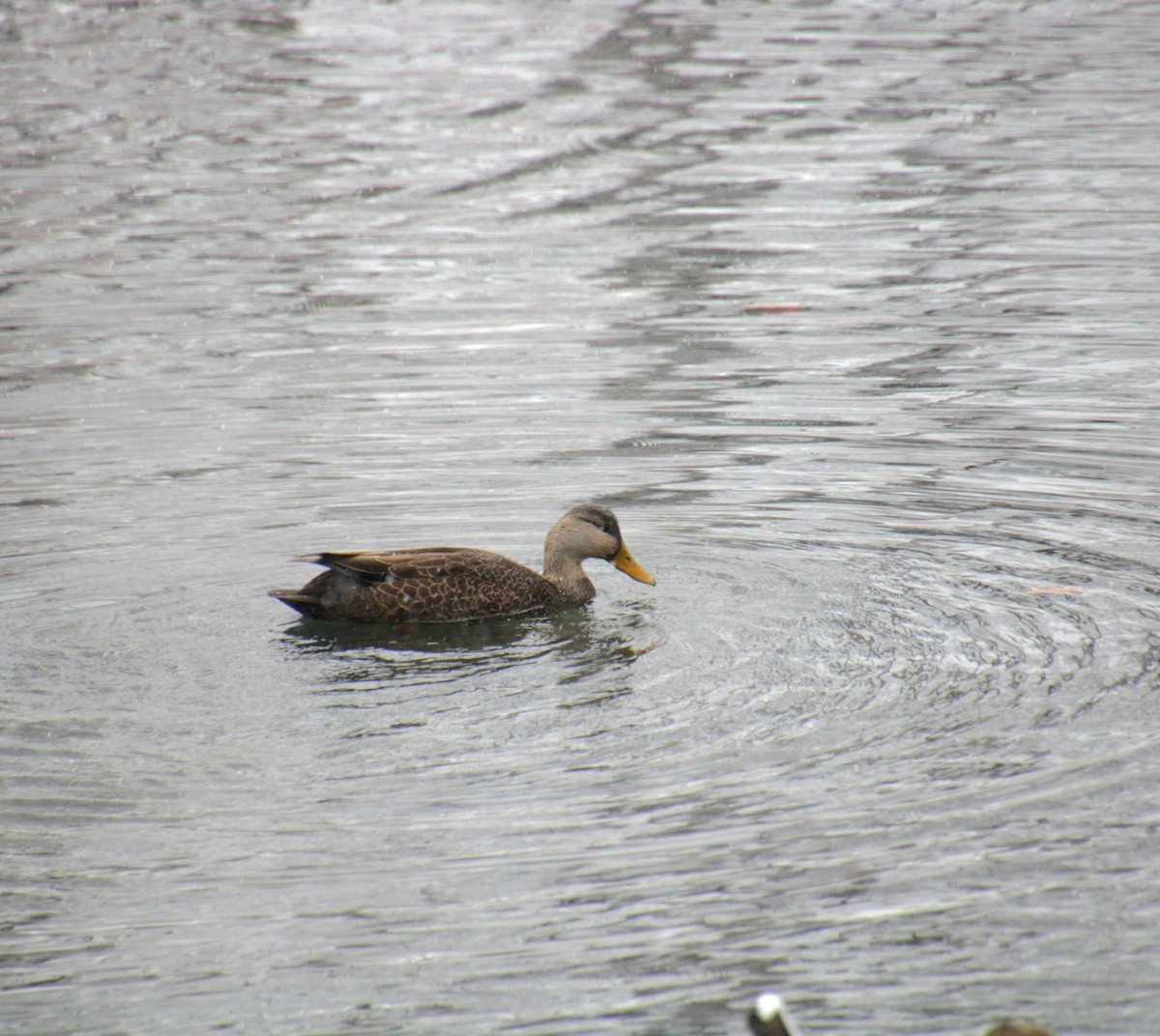 American Black Duck - ML647138054