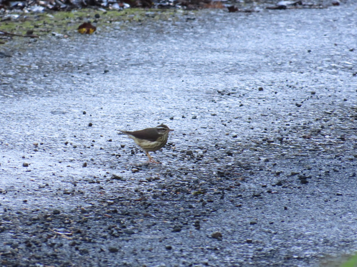 Louisiana Waterthrush - ML647138055