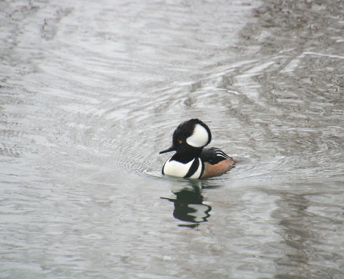 Hooded Merganser - ML647138067