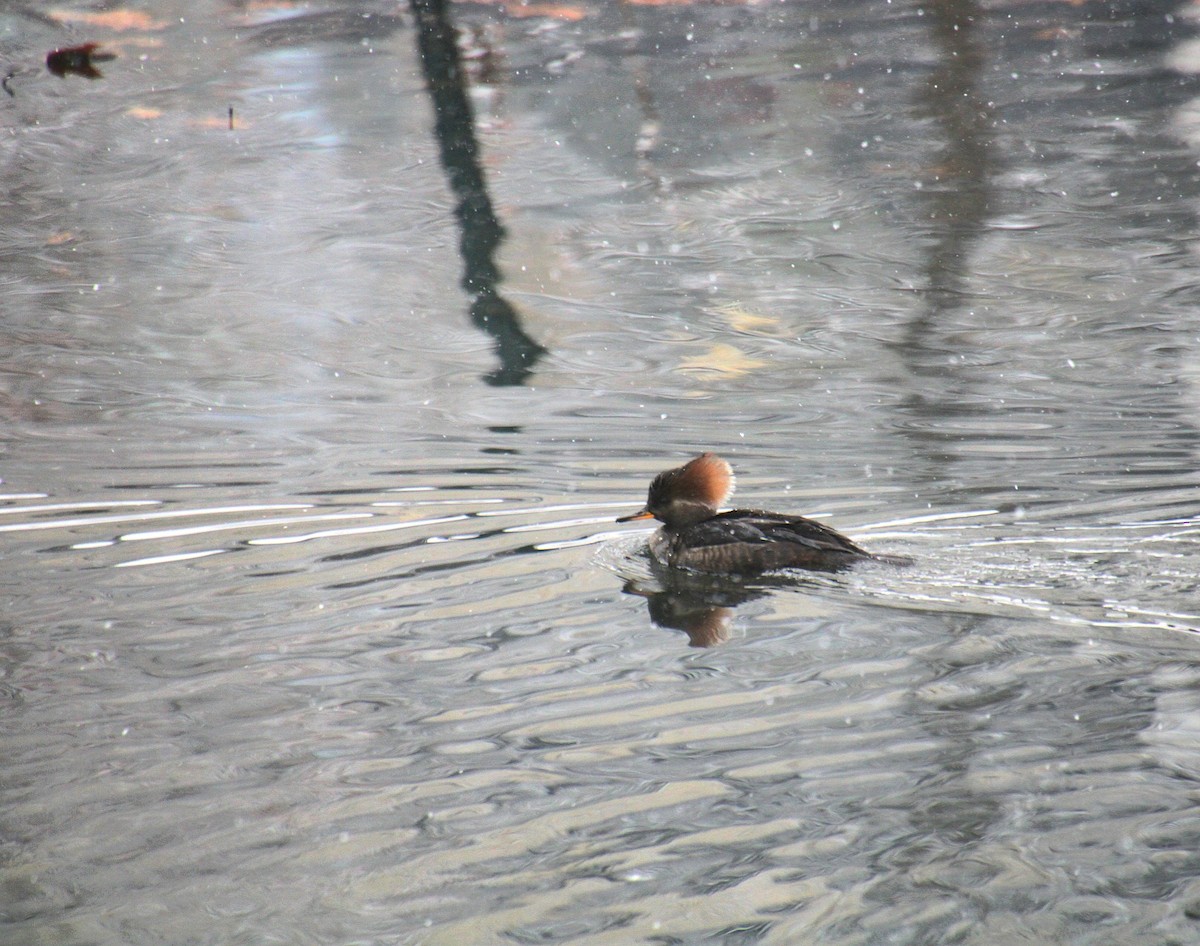 Hooded Merganser - ML647138068