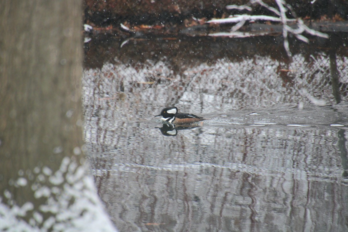 Hooded Merganser - ML647138069