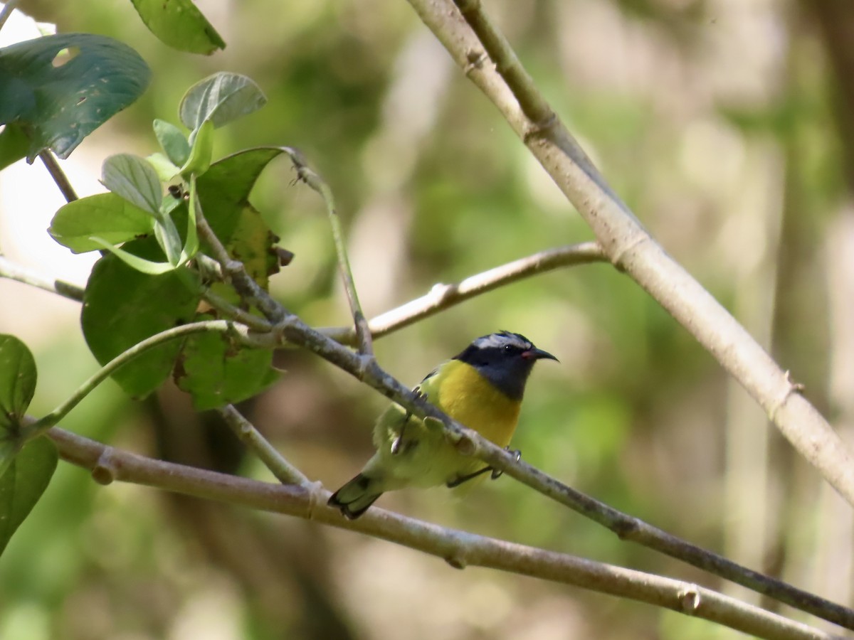 Bananaquit - ML647138070
