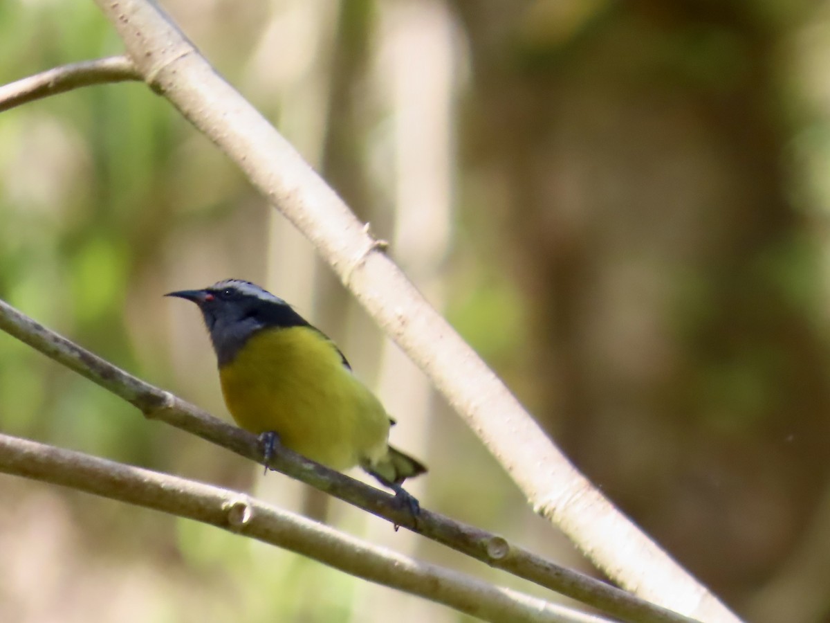Bananaquit - ML647138071