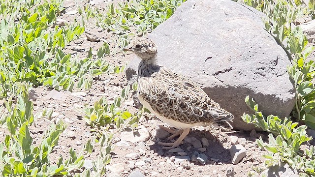 Gray-breasted Seedsnipe - ML647138072