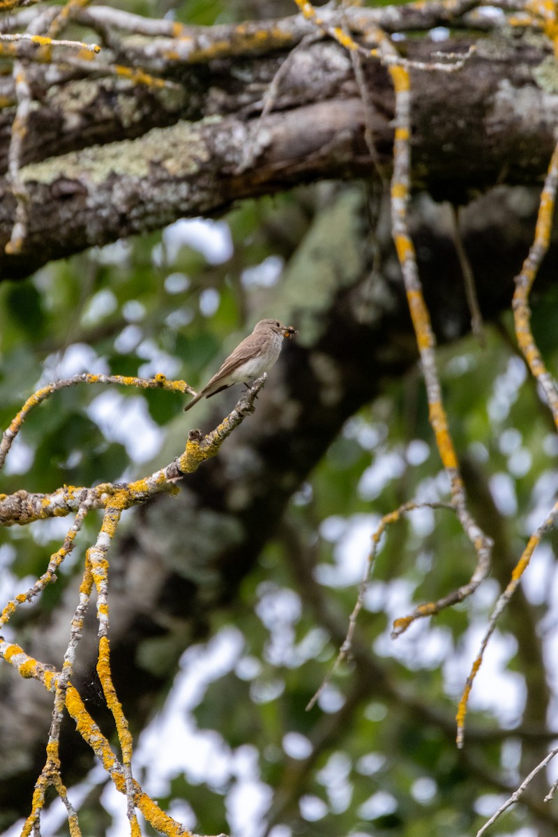 Spotted Flycatcher - ML647138073