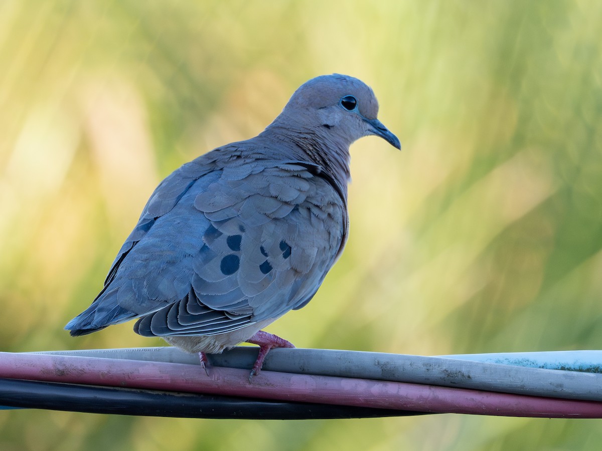 Eared Dove - ML647138075