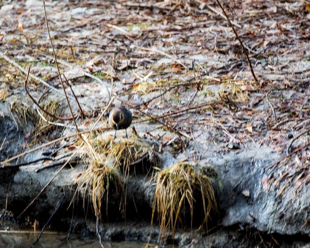 Rusty Blackbird - ML647138087