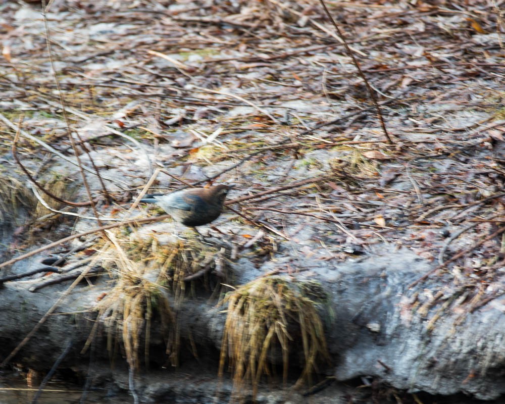 Rusty Blackbird - ML647138088