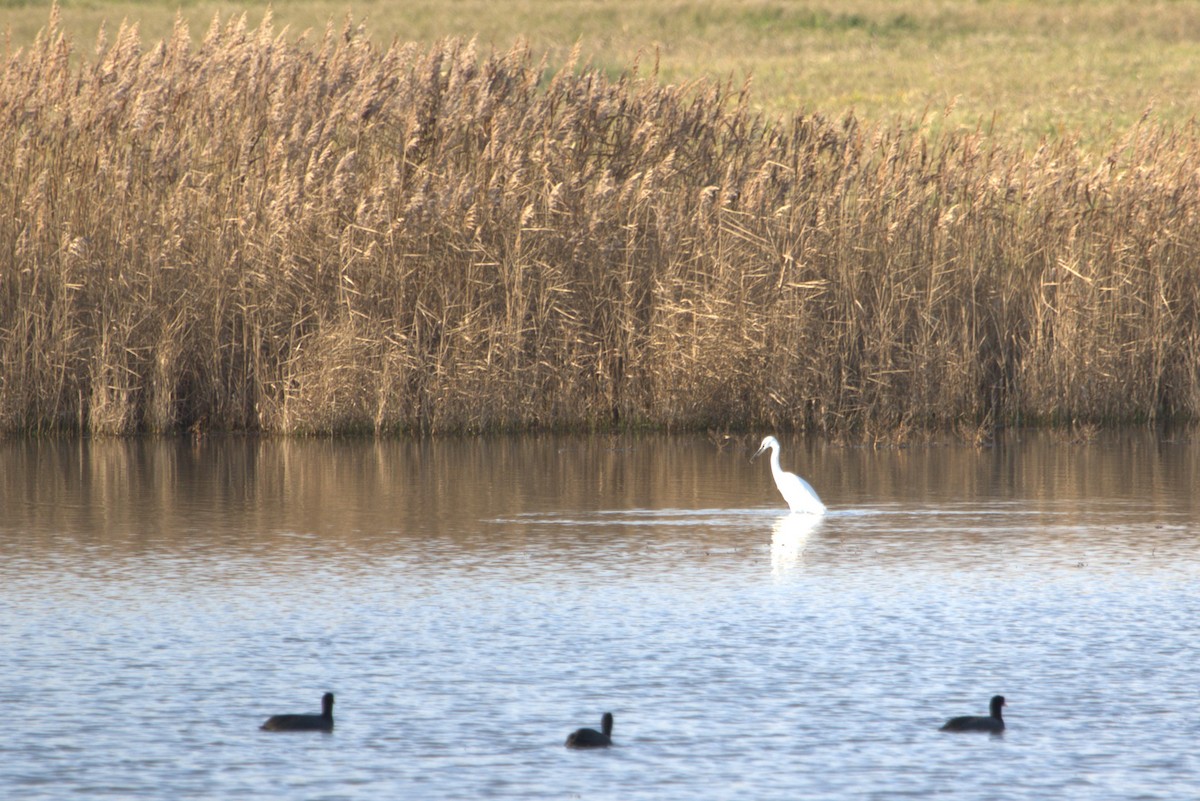 volavka stříbřitá - ML647138118