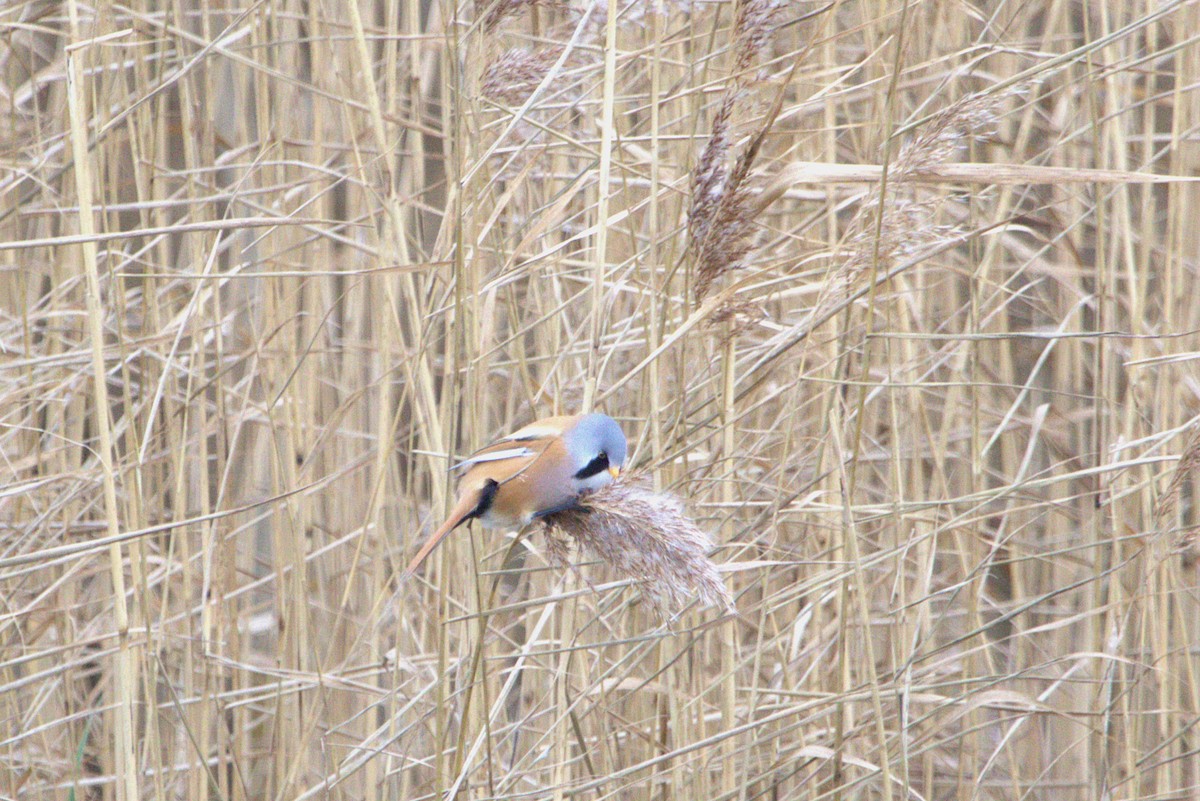 Сахалт хөх бух - ML647138127