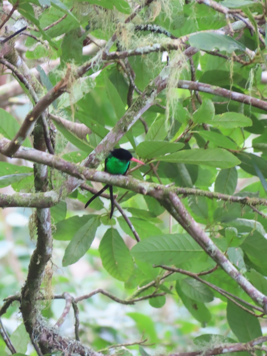 Red-billed Streamertail - ML647138134