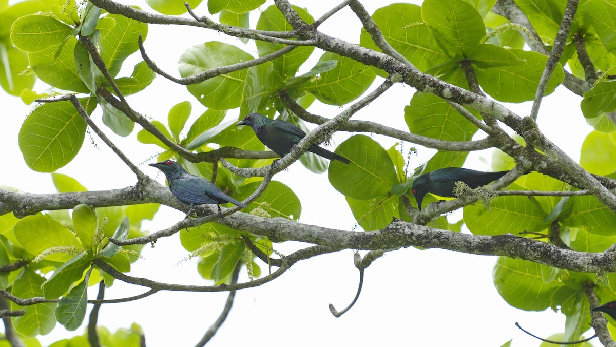 Metallic Starling - ML647138135