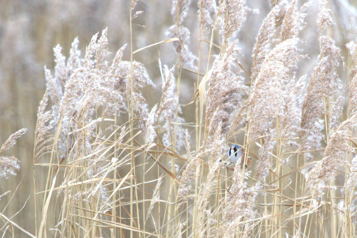 Сахалт хөх бух - ML647138136