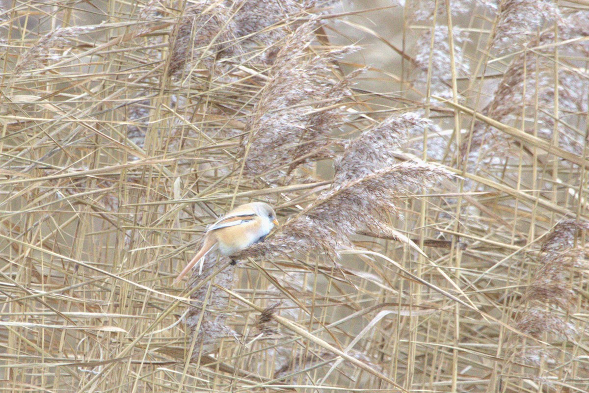 Сахалт хөх бух - ML647138137