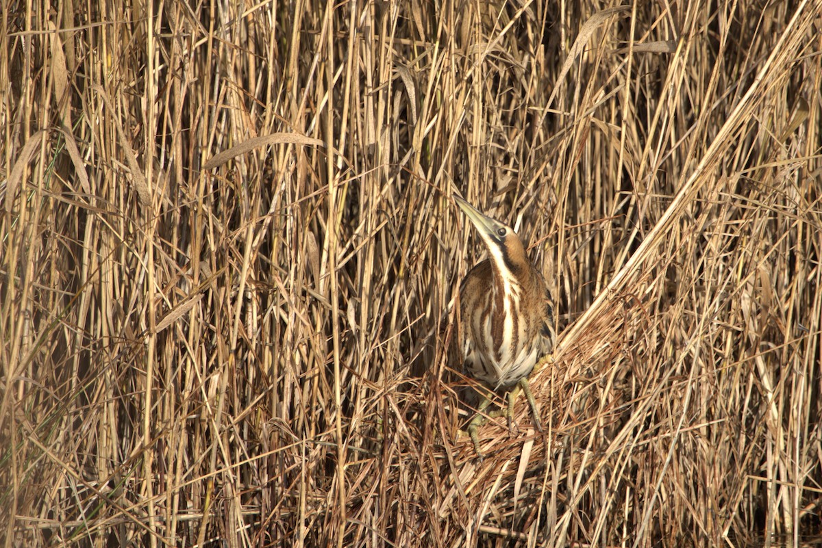 bukač velký - ML647138140