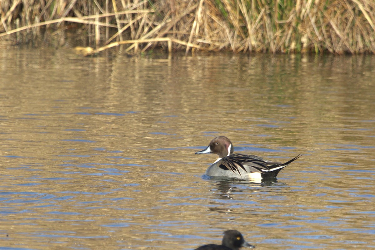 ostralka štíhlá - ML647138147
