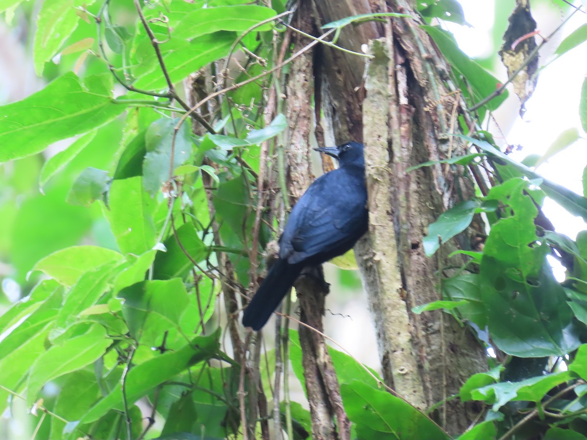 Jamaican Blackbird - ML647138160