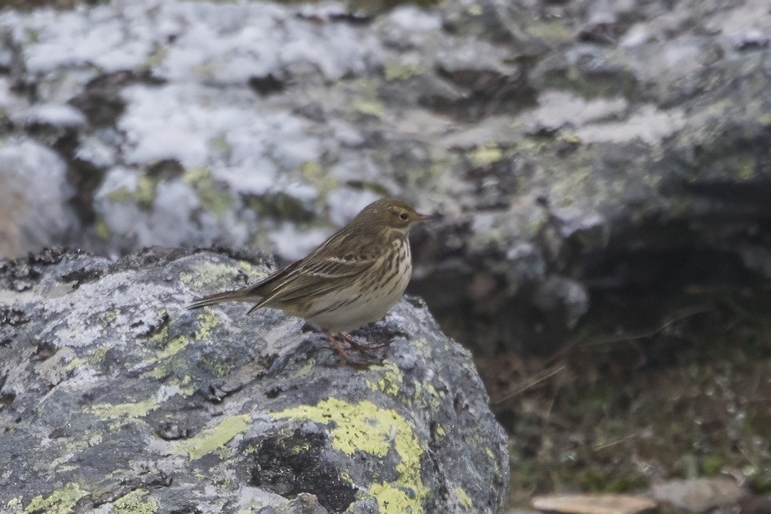 Bisbita Pratense - ML647138189