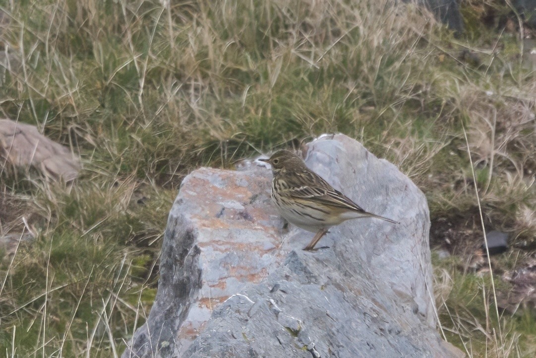 Bisbita Pratense - ML647138190