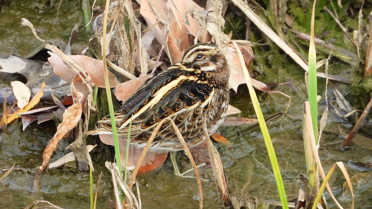 Jack Snipe - ML647138202
