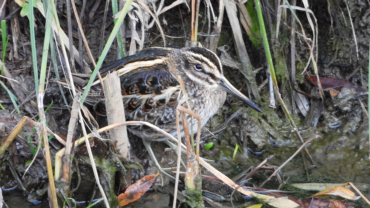 Jack Snipe - ML647138205