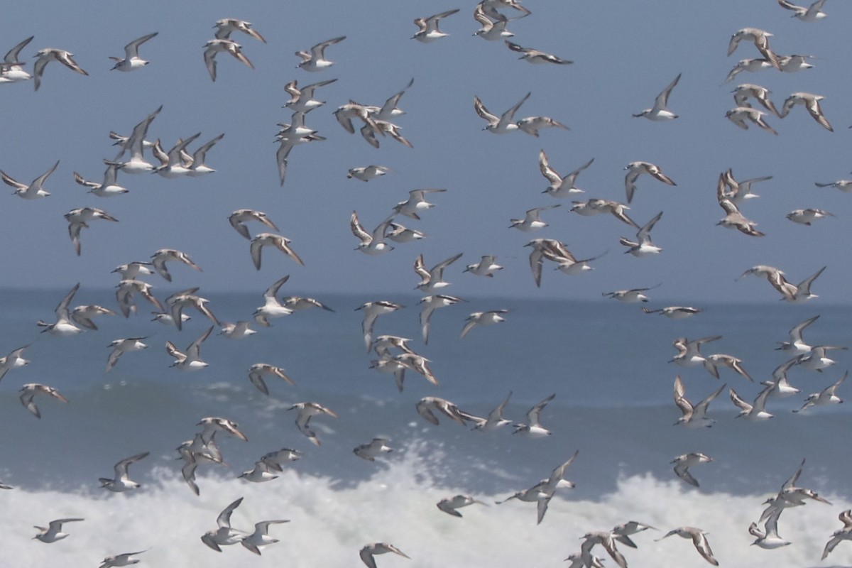 Sanderling - ML647138217