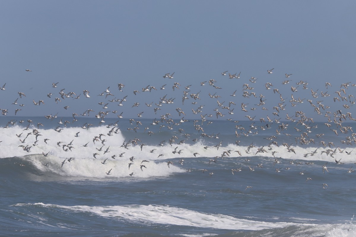 Sanderling - ML647138218