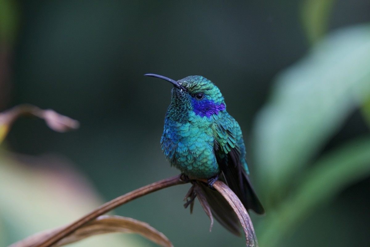 Lesser Violetear - ML647138226