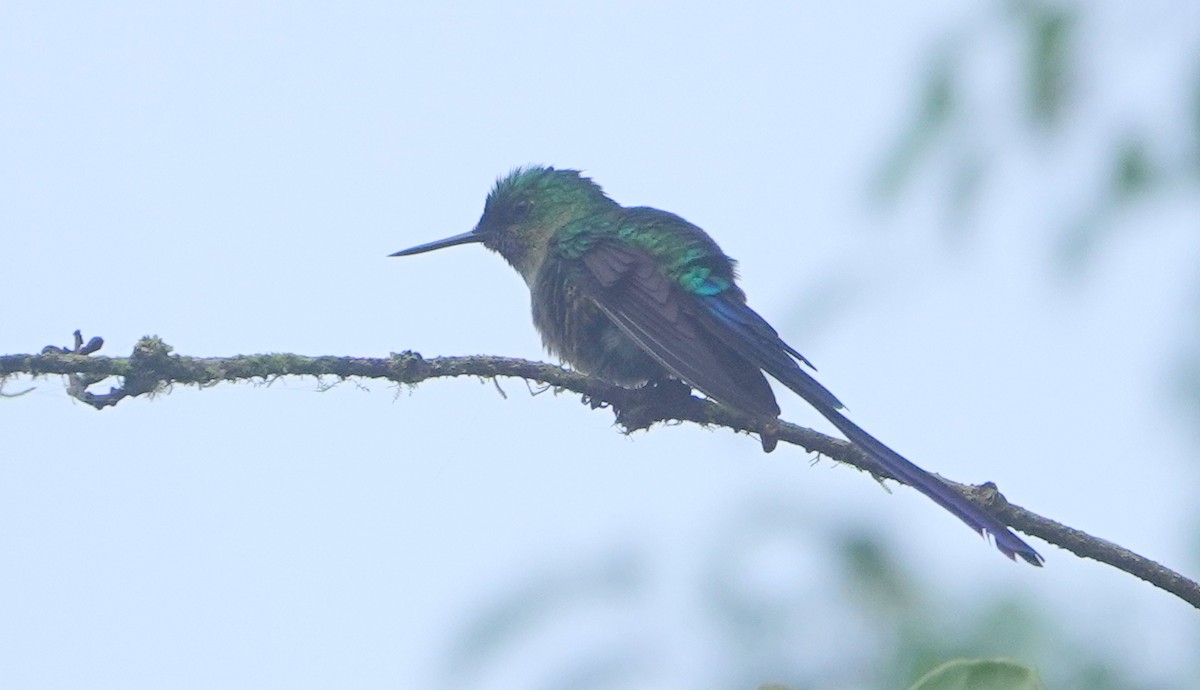 Violet-tailed Sylph - ML647138228
